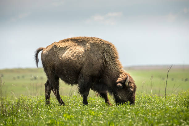 istock Bison / Buffalo in the Tall Grass Praire 1146894485
