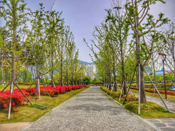 istock Busan City Park Landscape 1146894763
