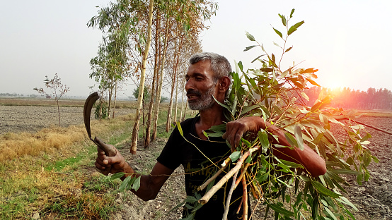 Rural farmer of Indian ethnicity working portrait outdoor in the field.