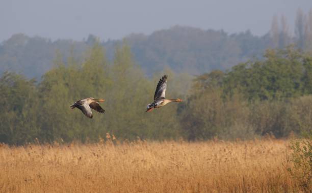 istock Greylag Geese in Surlingham Norfolk 1146896093