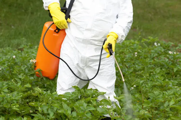 Farmer spraying toxic pesticides in the vegetable garden