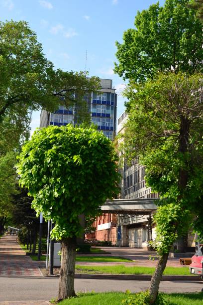 istock Almaty city streets green trees 1146897177