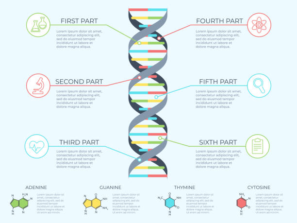 dna-infografik. genetische spirale, genomische modellmolekül-diagramm und und musterstruktur diagramm vektorkonzept illustration - helix stock-grafiken, -clipart, -cartoons und -symbole