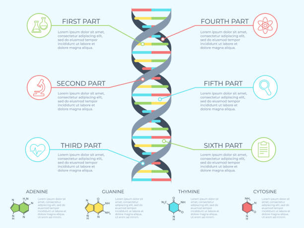 dna 인포 그래픽. 유전 나선형, 게놈 모델 분자 다이어그램 및 패턴 구조 차트 벡터 개념 그림 - dna 일러스트 stock illustrations