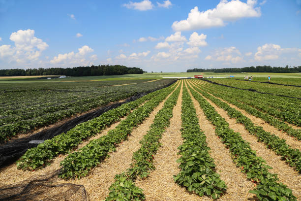 istock Strawberries / Field with strawberries 1146900322