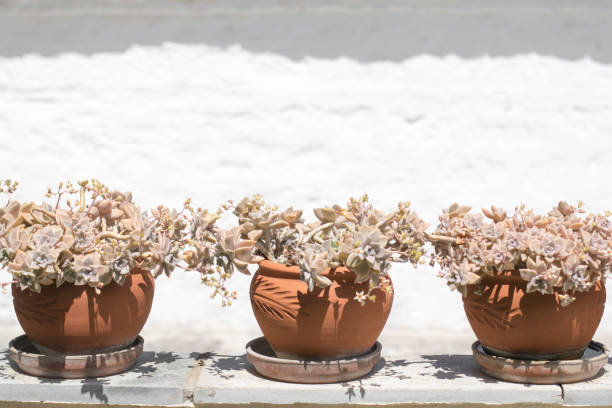 istock Flowers  pots at white wall 1146901472