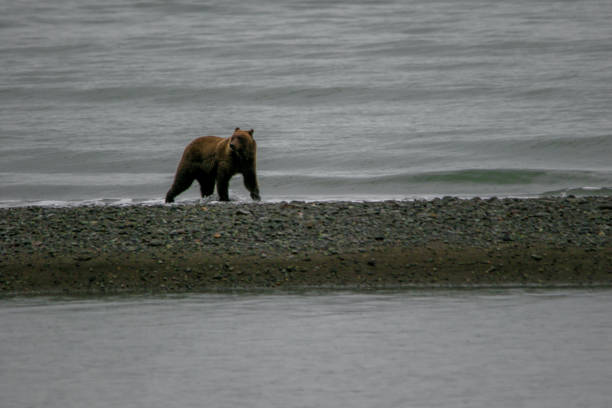 This Brown bear is on the coast of alaska in Lake Clark