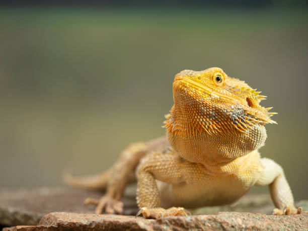 istock Pogona female or bearded dragon 1146902072