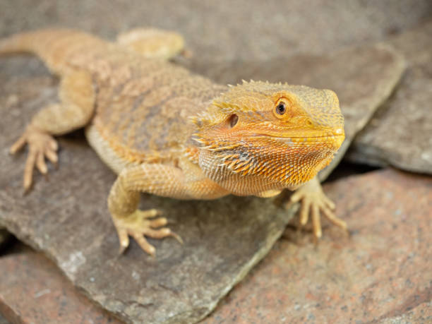 istock Pogona female or bearded dragon 1146902075