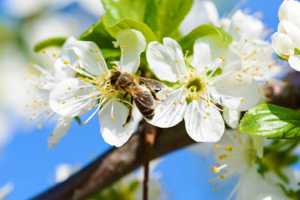 istock Cherry flowers. Bees collect pollen 1146902177