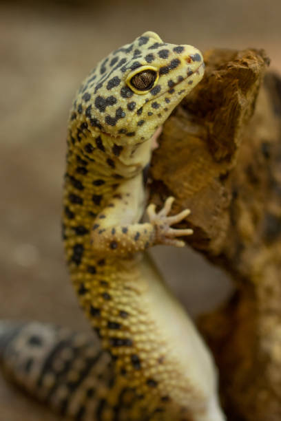 istock Close-up of Gecko leopard in a terrarium 1146902289