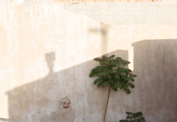 istock Small tree and shadows on the bright old wall  .Urban Nature 1146902389