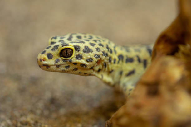 istock Close-up of Gecko leopard in a terrarium 1146903104