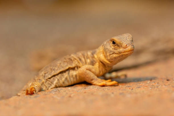 istock Uromastyx princeps or spiny-tailed lizard macro 1146903135