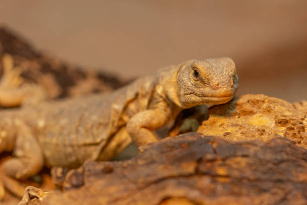 istock Uromastyx princeps or spiny-tailed lizard macro 1146903183