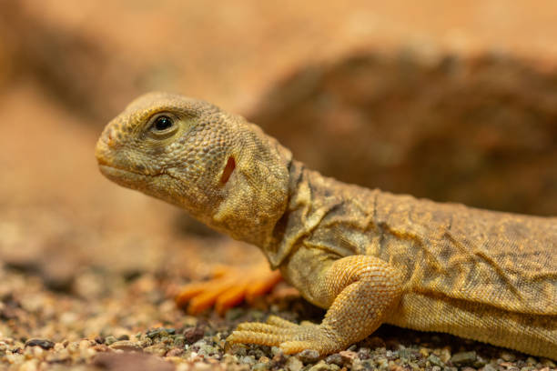 istock Uromastyx princeps or spiny-tailed lizard macro 1146903189