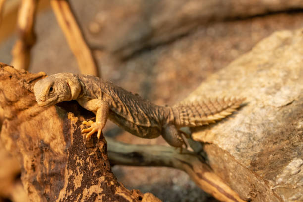istock Uromastyx princeps or spiny-tailed lizard macro 1146903275