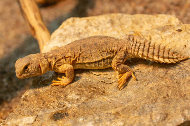 istock Uromastyx princeps or spiny-tailed lizard macro 1146903292