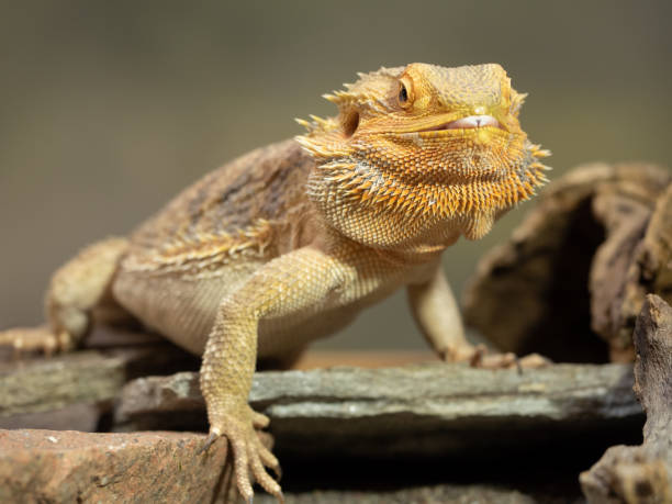 istock Pogona female or bearded dragon 1146903330