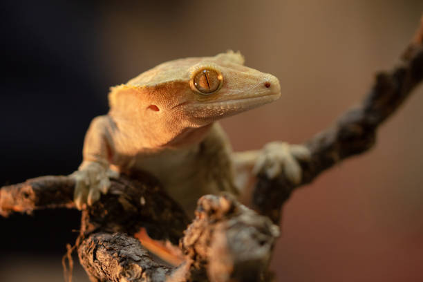 istock The crested gecko or eyelash gecko (Correlophus ciliatus) macro 1146903354