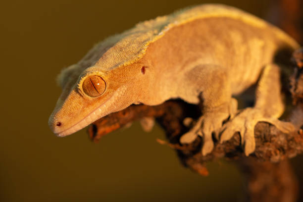istock The crested gecko or eyelash gecko (Correlophus ciliatus) macro 1146903366