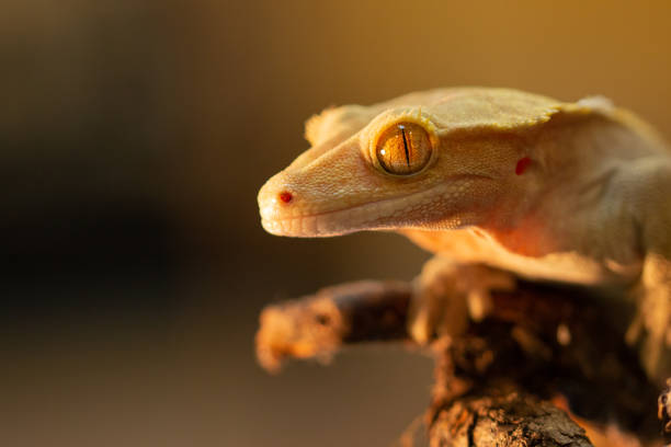 istock The crested gecko or eyelash gecko (Correlophus ciliatus) macro 1146903542