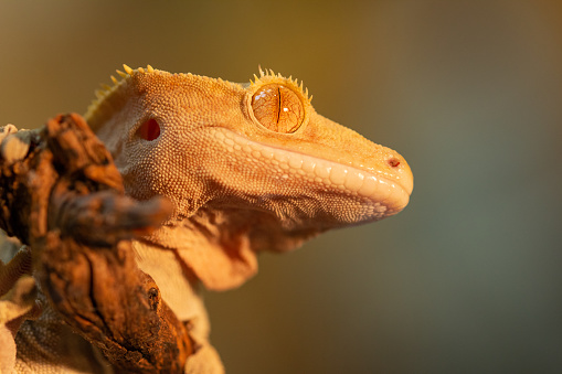 Portrait of a small reptile Correlophus ciliatus or Gecko Crestate