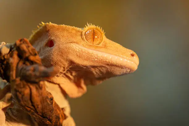 Portrait of a small reptile Correlophus ciliatus or Gecko Crestate