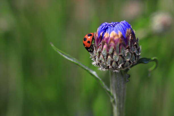 Ladybug The majority of coccinellid species are generally considered useful insects, because many species prey on herbivorous homopterans such as aphids or scale insects, which are agricultural pests. japanese ladybug stock pictures, royalty-free photos & images