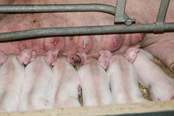 istock Extreme closeup of suckling piglets 1146903861