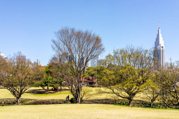 緑の木々と芝生と街並みがある明治神宮近くの代々木公園 - 13414 ストックフォトと画像