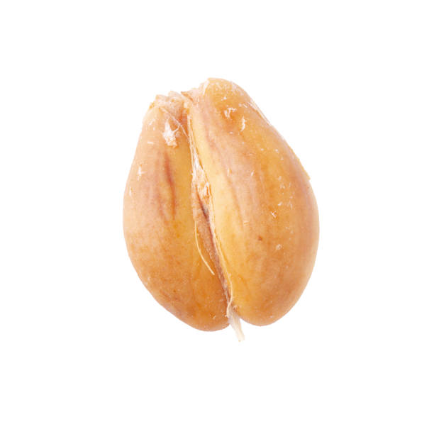 istock Salak snake fruit isolated over white background 1146905150