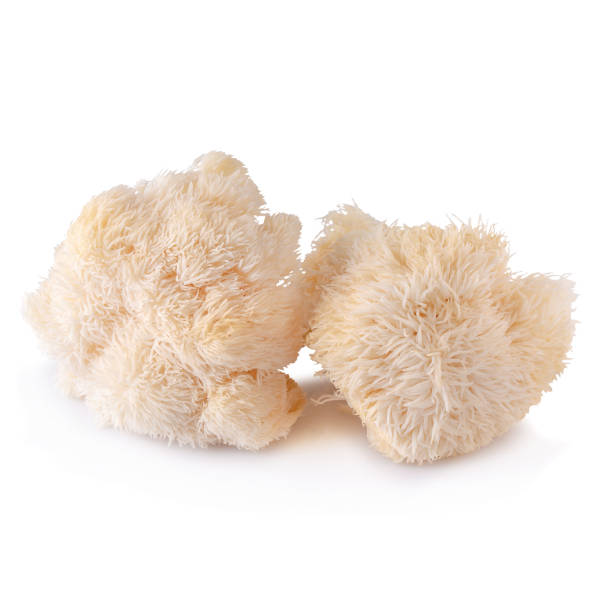 istock Yamabushitake mushroom or lion mane mushroom isolated over white background. 1146905169