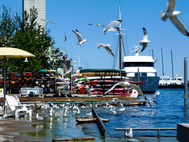 marina i widok na nabrzeże wzdłuż brzegu jeziora w toronto, kanada - toronto waterfront commercial dock canada zdjęcia i obrazy z banku zdjęć