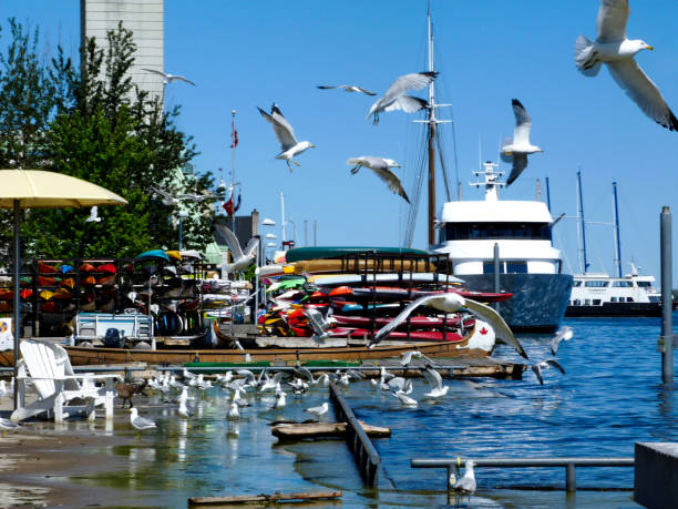 vista da marina e do beira-rio ao longo de lakeshore em toronto, canadá - toronto waterfront commercial dock canada - fotografias e filmes do acervo