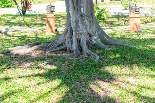 Shadow of palm on green lawn with trunk in park
