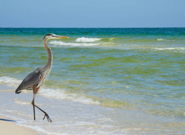 Great Blue Heron Walking Down a White Sand Beach