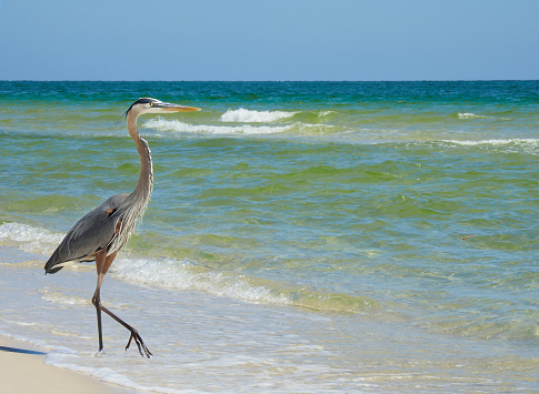 A Great Blue Heron Walking Down a Beautiful White Sand Florida Beach