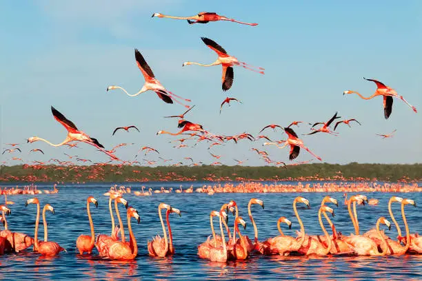 Photo of Many pink beautiful flamingos in a beautiful blue lagoon. Mexico. Celestun national park.