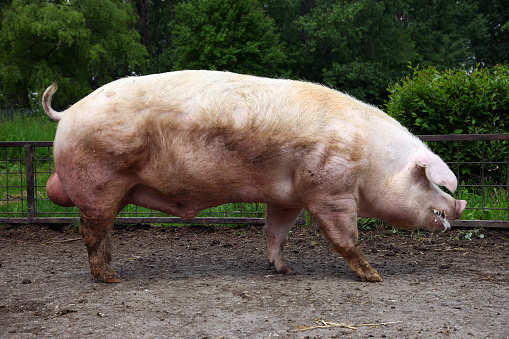 Male buck pig closeup against green natural background outdoors