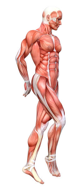 istock 3D illustration male figure with muscle maps on white 1146909095