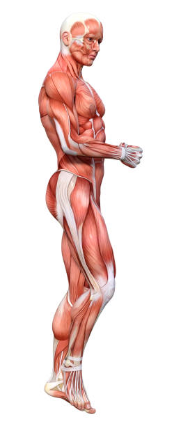 istock 3D illustration male figure with muscle maps on white 1146909116