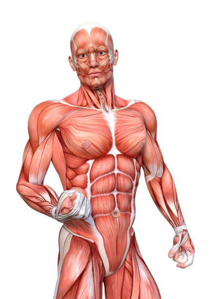 3D rendering of a male figure with muscle maps isolated on white background