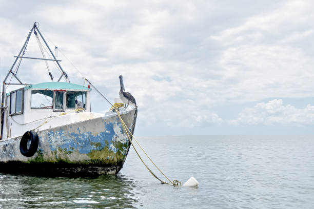 istock Pelican on old SHIP IN SEA AGAINST SKY 1146910348