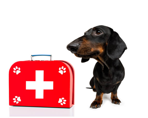 istock medical doctor dog 1146910642