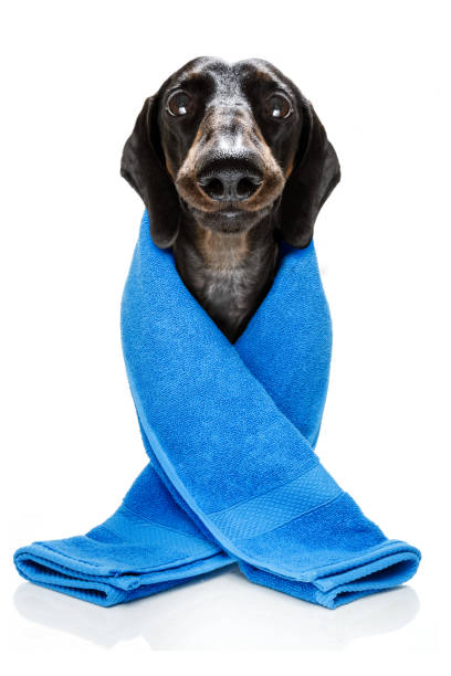 istock dog with a beauty mask 1146910662
