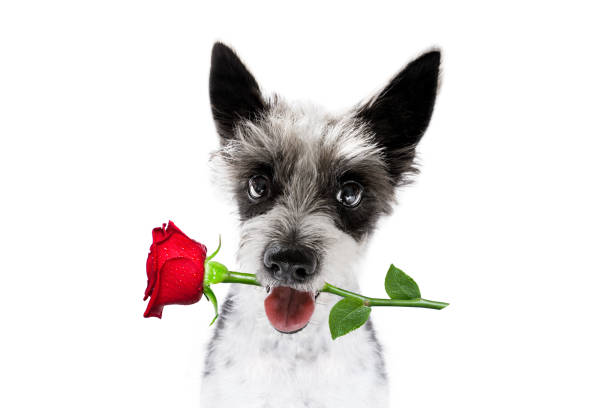 valentinstiefon hund mit rose - dogrose stock-fotos und bilder