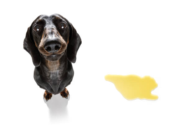 dog pee owner at home - dachshund dog sadness sitting imagens e fotografias de stock