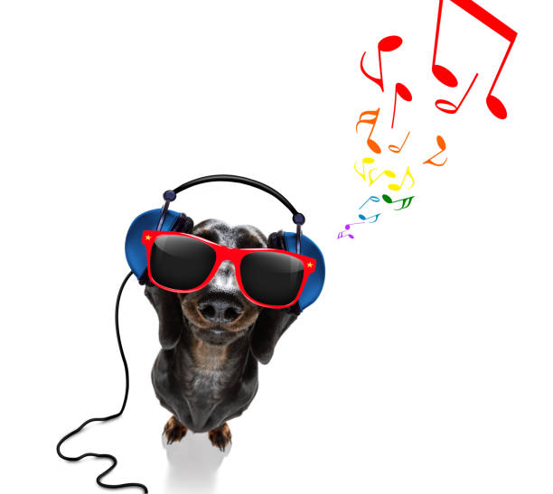 perro escuchando música - peace on earth audio fotografías e imágenes de stock
