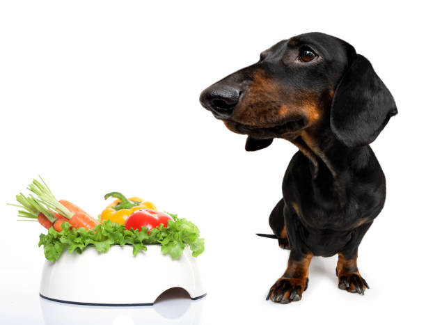 salchicha hambrienta de perros dachshund - dog vegetable carrot eating fotografías e imágenes de stock